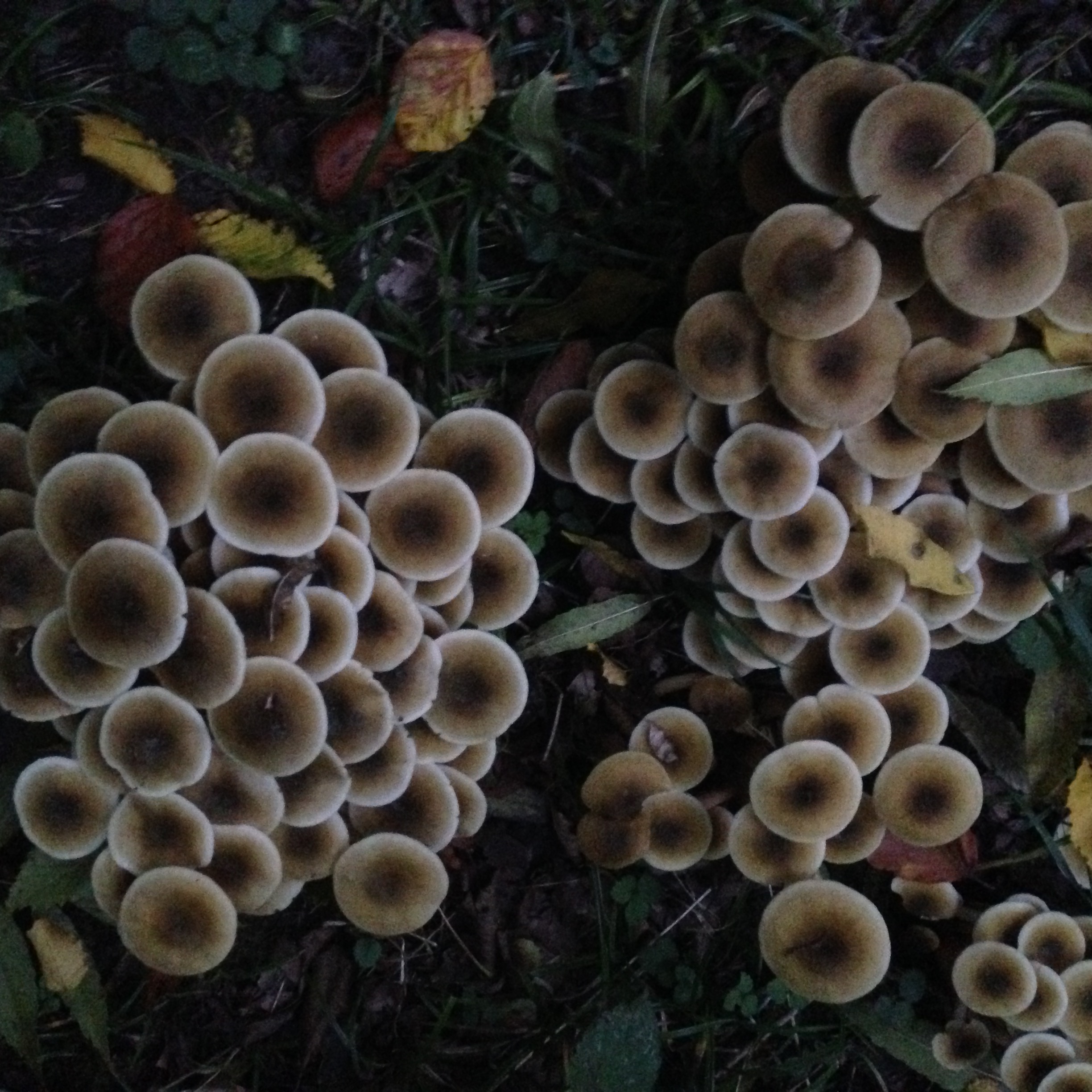 Mushroom on a Walk