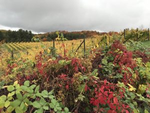 Leelanau Vineyards