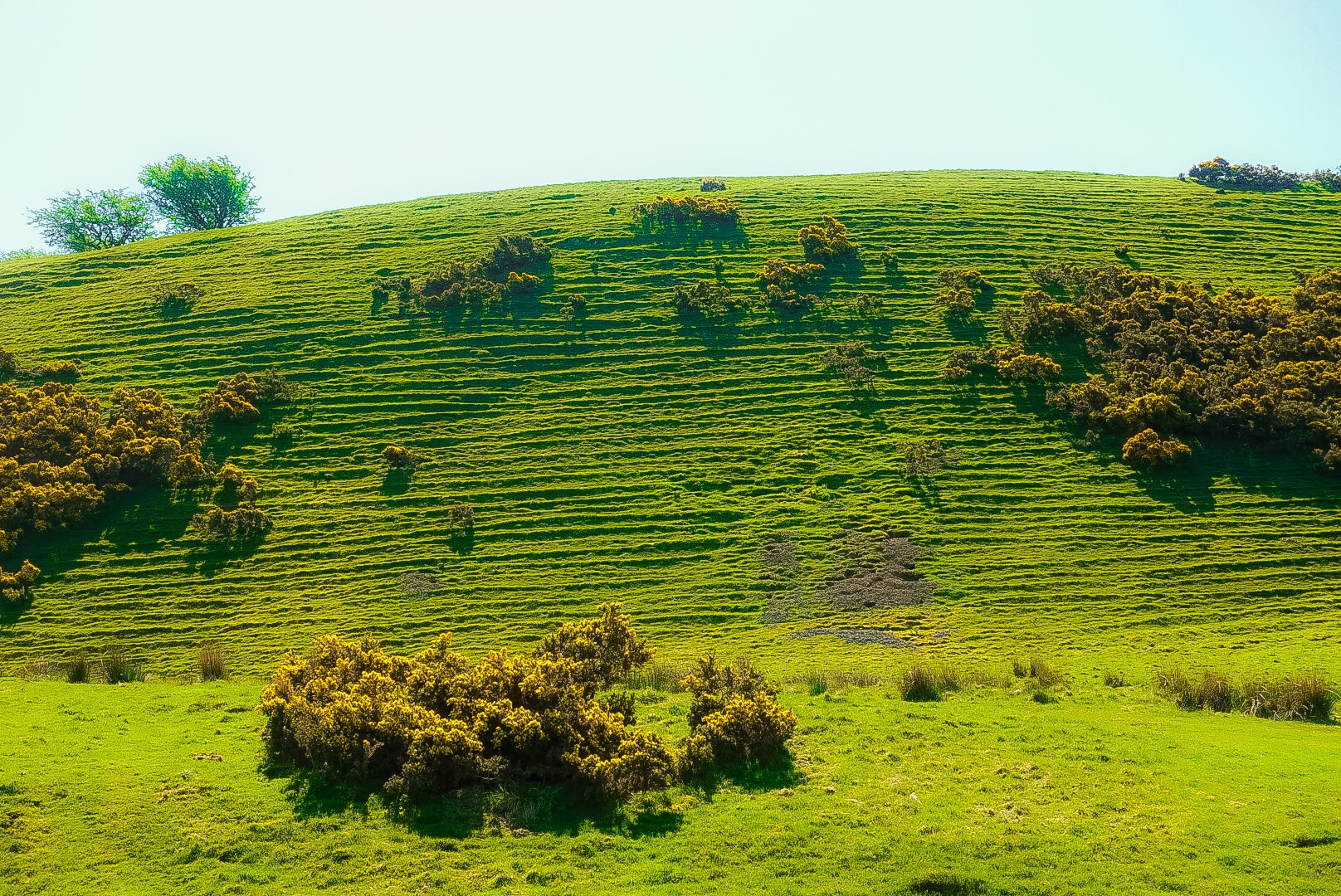 Sheep Ridges