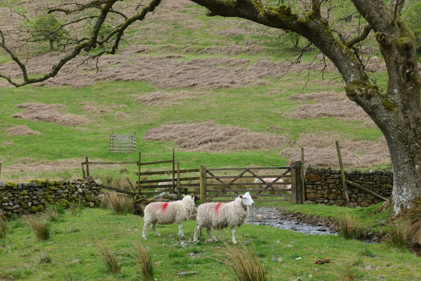 Along Nannycatch Beck