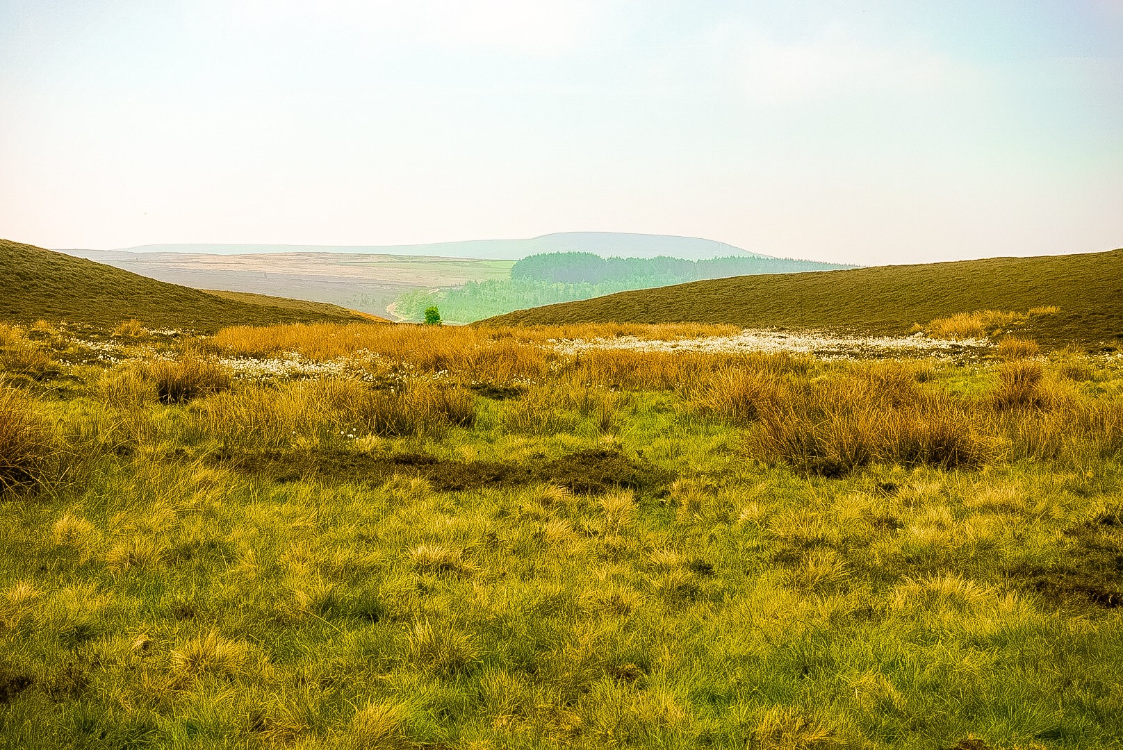 heather Moor