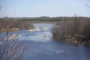 Wetland