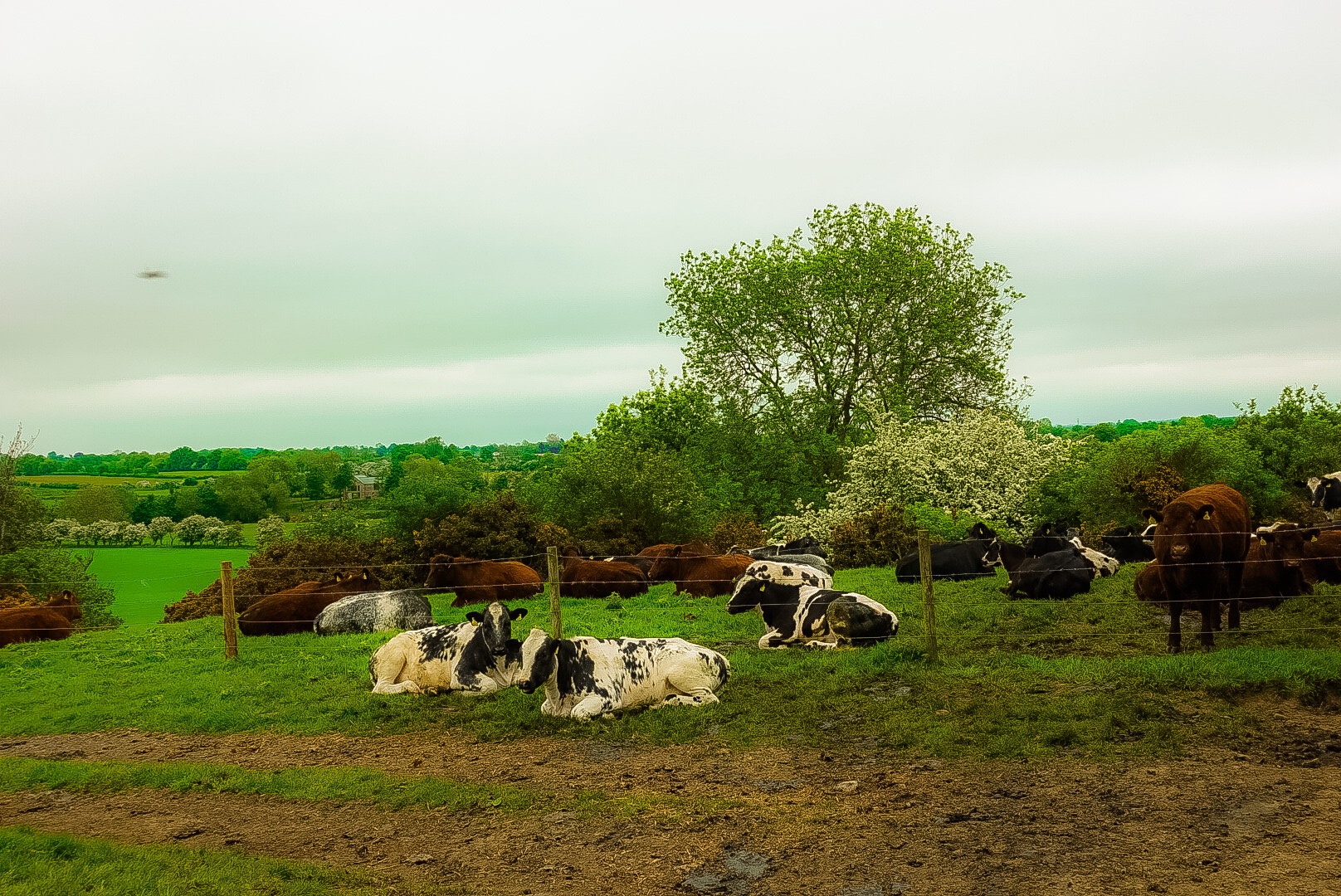 Cows