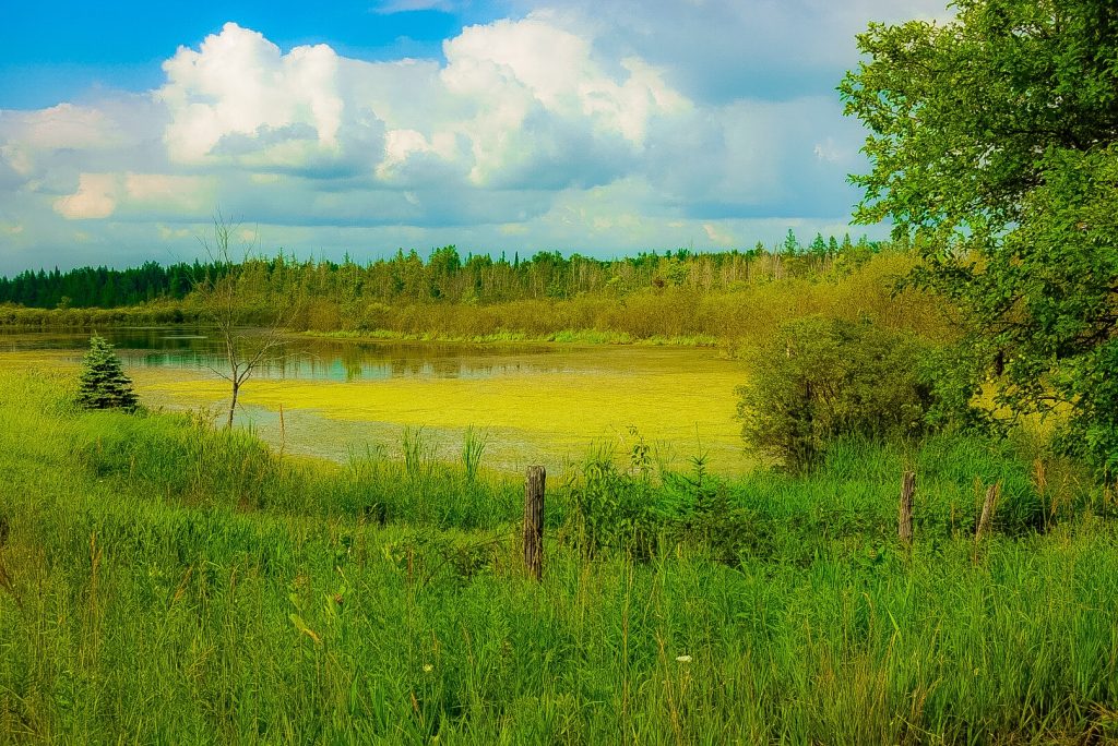 Wetland Near Le Roy, MI