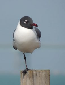 Bird on One leg